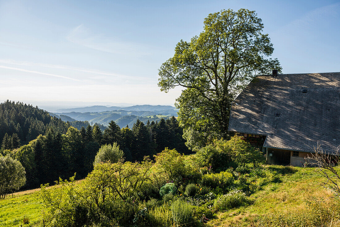 Landscape near St Maergen, South Black Forest, Baden-Wuerttemberg, Germany