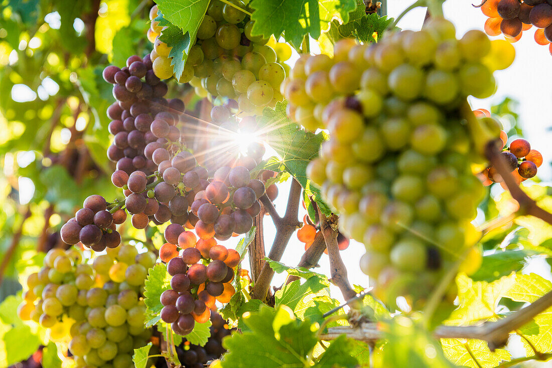 grapes on vine, backlight, near Freiburg im Breisgau, Baden-Wuerttemberg, Germany
