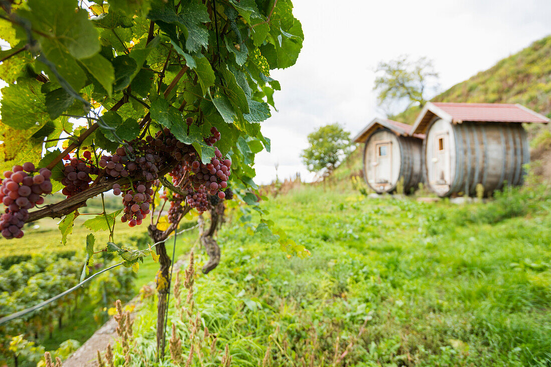 Herbstliche Weinberge, bei Oberbergen, Kaiserstuhl, Baden-Württemberg, Deutschland