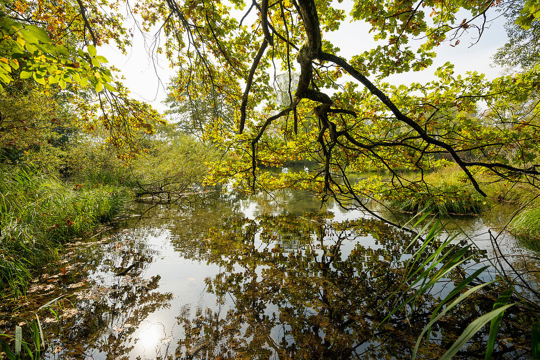 Altrhein im Naturschutzgebiet Taubergießen, bei Kehl, Ortenau, Baden-Württemberg, Deutschland