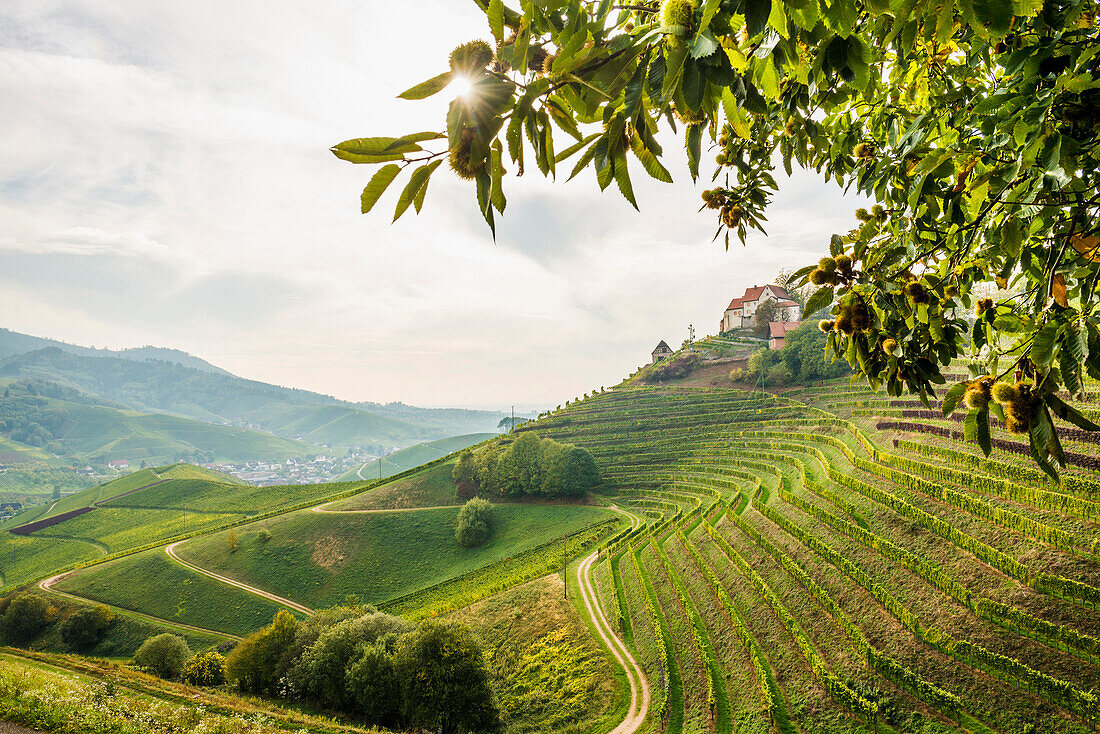 Schloss Staufenberg Castle with vineyards, Durbach, Black Forest, Baden-Wuerttemberg, Germany