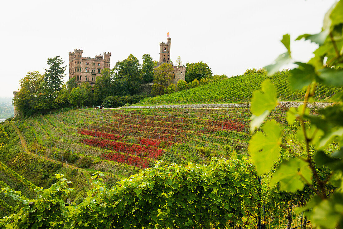 Ortenberg Castle and vineyards, near Offenburg, Ortenau, Black Forest, Baden-Wuerttemberg, Germany