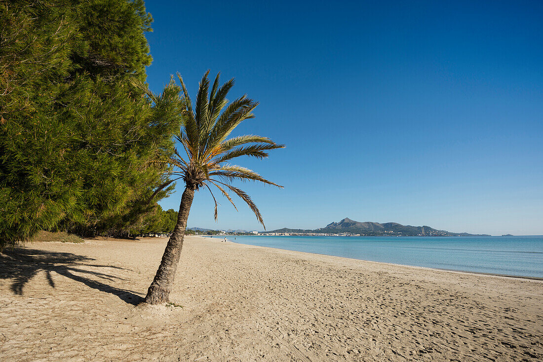 Strand mit Palmen, Can Picafort, Bucht von Alcudia, Mallorca, Balearen, Spanien