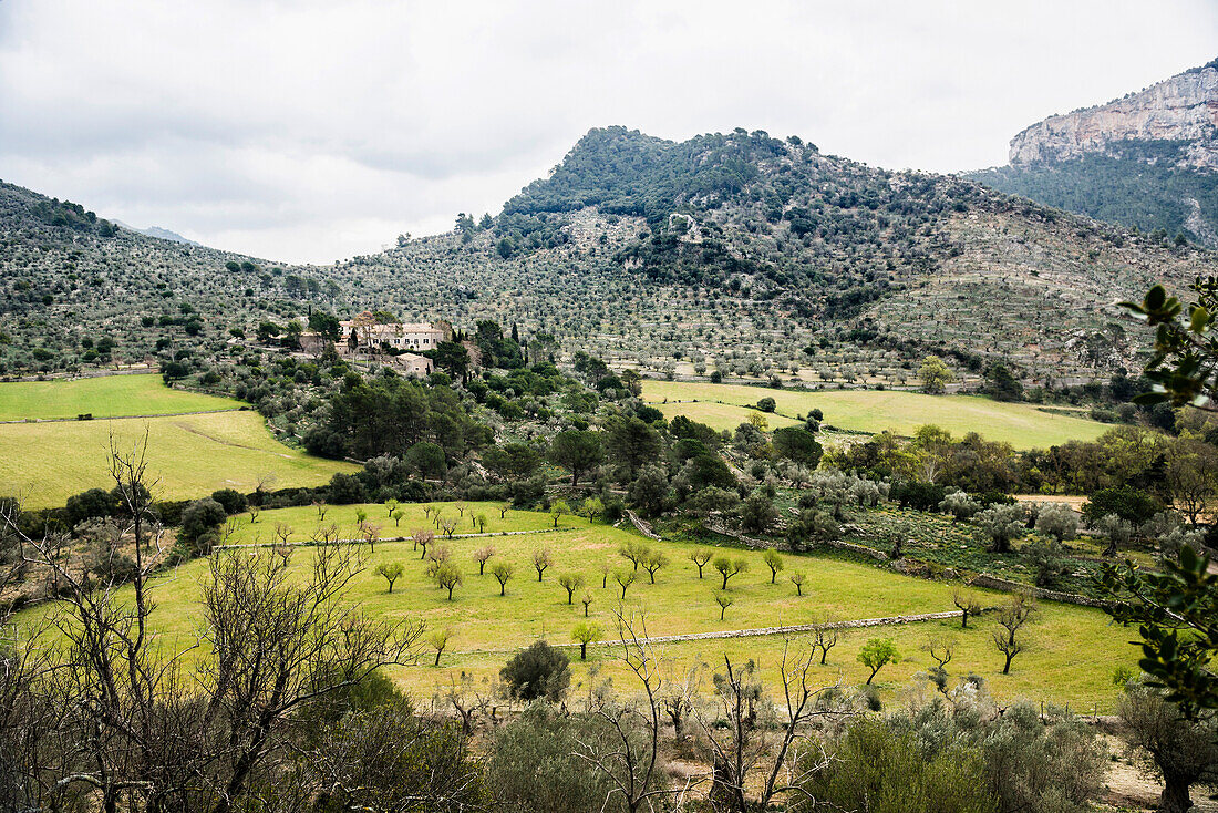 Olivenbäume, bei Alaro, Mallorca, Balearen, Spanien