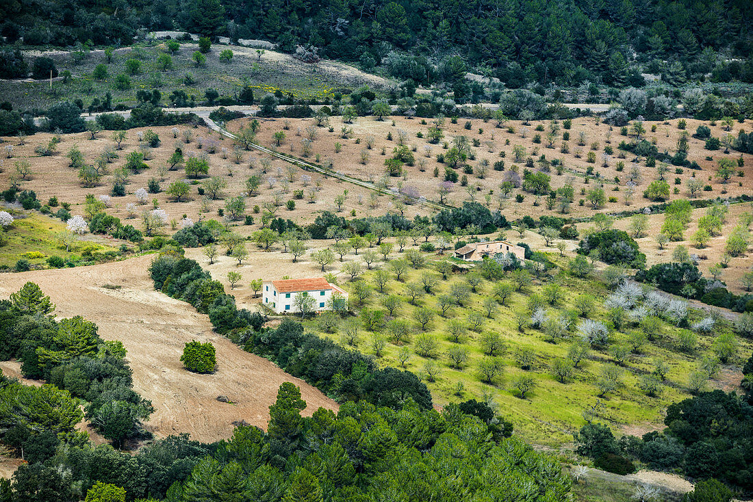 Blossoming almond trees, near Llucmajor, Majorca, Balearic Islands, Spain
