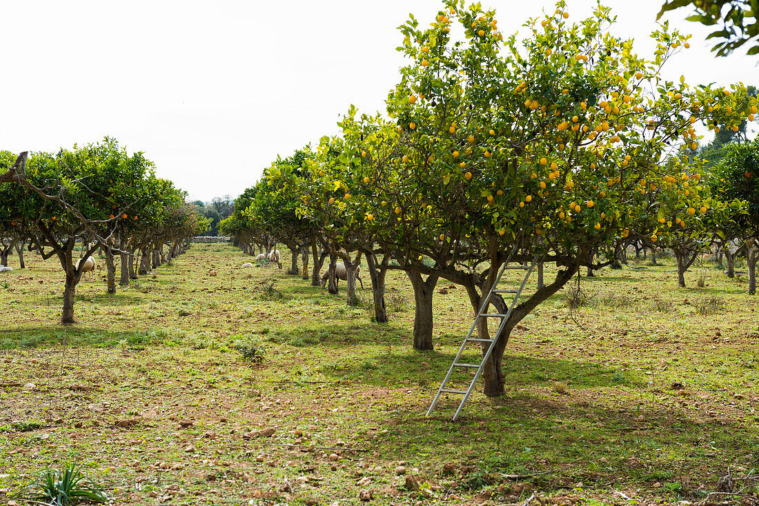 Zitronenbäume (Citrus × limon) mit reifen Zitronen, bei Lloseta, Mallorca, Spanien