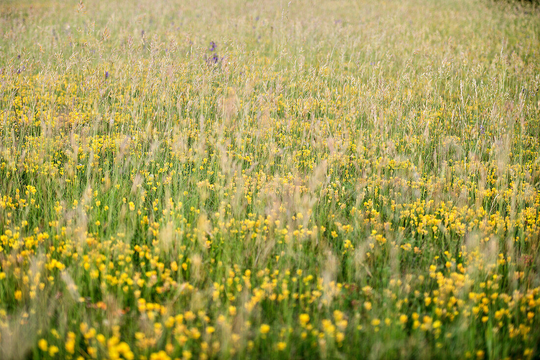 blühende Wiesenblumen nahe dem Zeugenberg Ipf, ehemaliger Keltensitz, Bopfingen zwischen Aalen und Nördlingen, Ostalbkreis, Schwäbische Alb, Baden-Württemberg, Deutschland