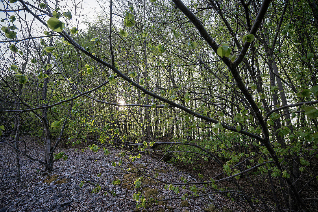 young trees in the debris of the so called Moessingen landslide, Mössingen, Tuebingen district, Swabian Alb, Baden-Wuerttemberg, Germany