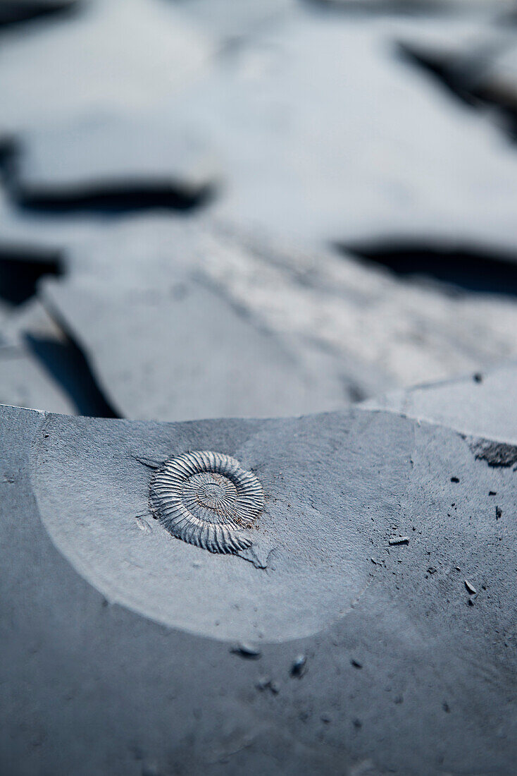 Versteinerung (Ammonit) im Schieferbruch in Ohmden,  Versteinerungs-Schutzgebiet Holzmaden-Ohmden, Landkreis Esslingen, Schwäbische Alb, Baden-Württemberg, Deutschland