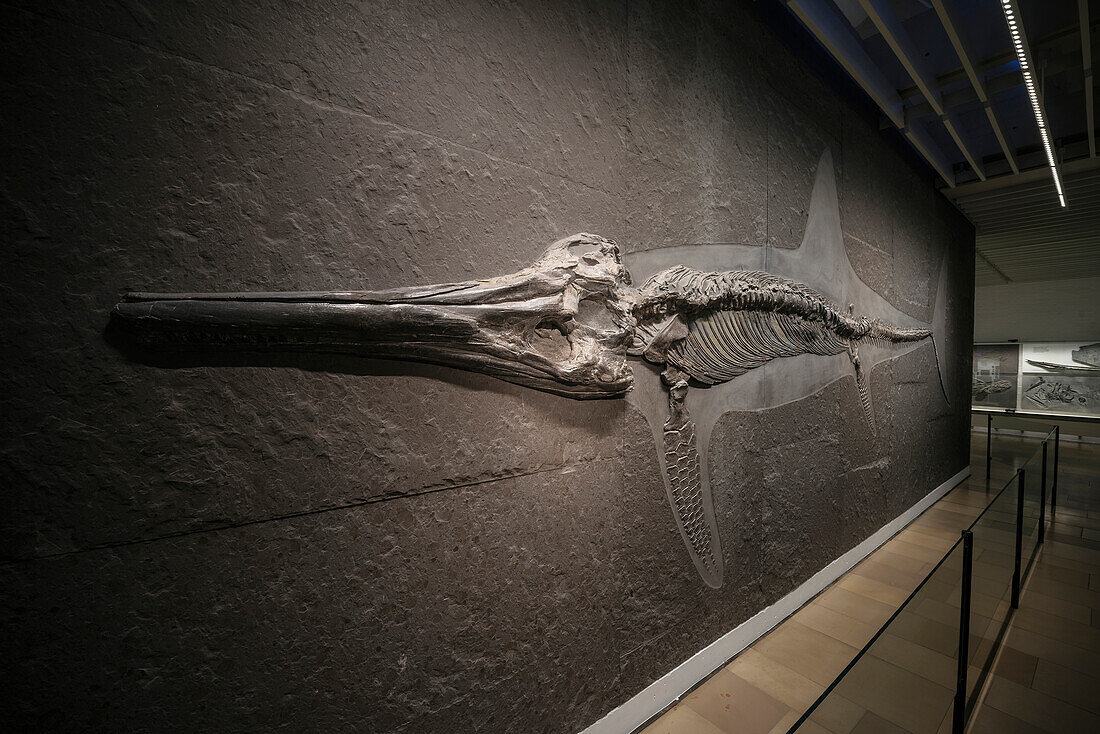 in slate preserved Fish Dinosaur at primeval world museum Hauff, Holzmaden, Esslingen district, Swabian Alb, Baden-Wuerttemberg, Germany