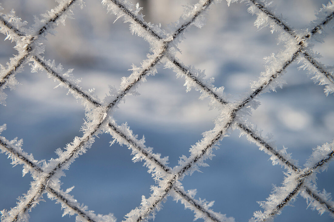 ice crystals at fence, winter landscape at Blue River, Blue River Valley around Blaubeuren, Alb-Danube district, Swabian Alb, Baden-Wuerttemberg, Germany