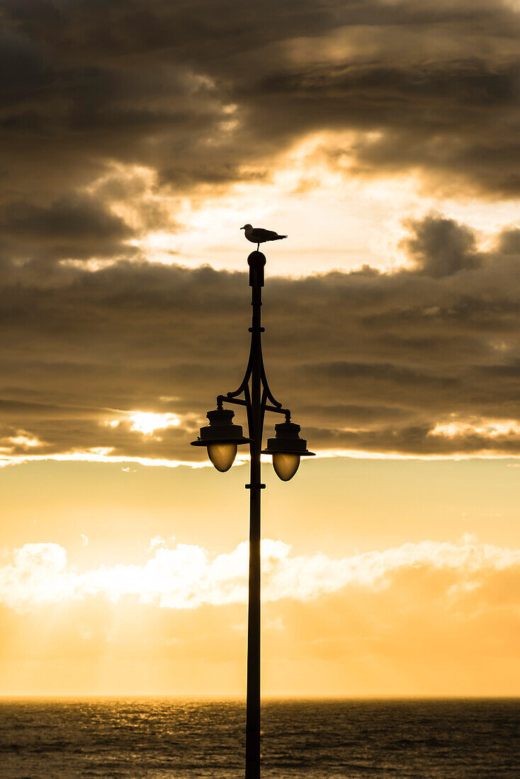 A seagull sitting on a street light at the promenade in Scheveningen watching the sunset over the North Sea, Scheveningen, The Hague, Netherlands