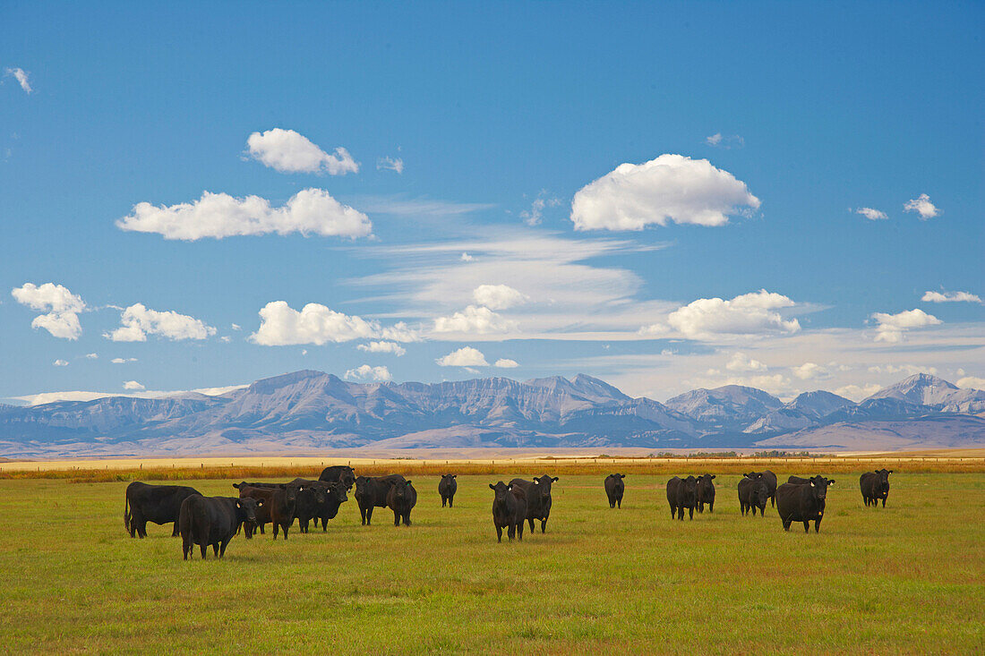 Cattle grazing near Bynum , Rocky Mountains , Montana , U.S.A. , America