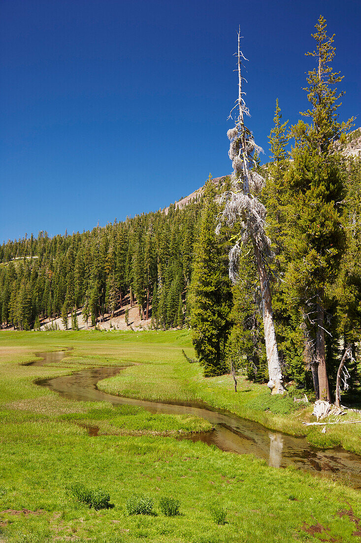 Meadow with rivulet at Lassen Volcanic National Park , California , U.S.A. , America