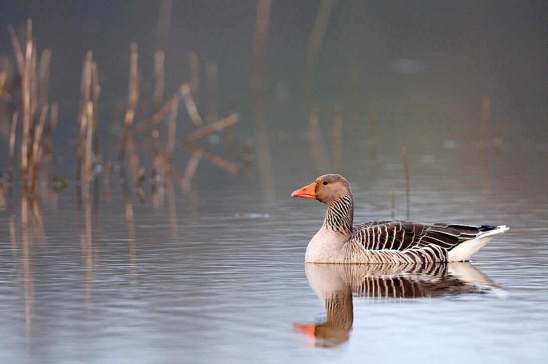 Greylag Goose (Anser anser). France