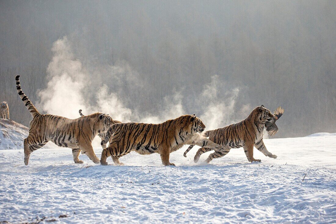 Siberian Tiger Park in Harbin 🇨🇳