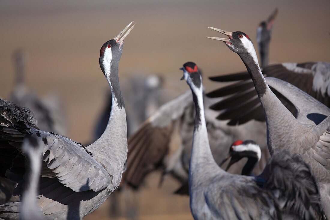 Cranes (Grus grus) in the wildlife reserve Gallocanta. Zaragoza. Spain.