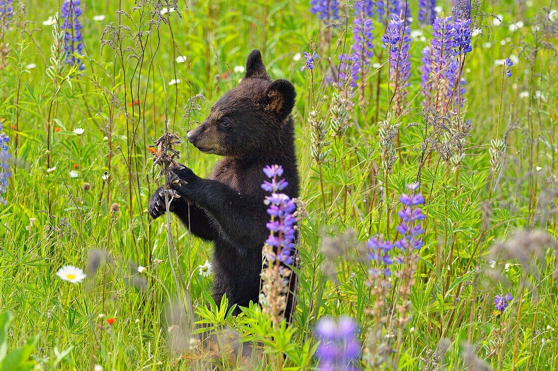 Black bear (Ursus americanus) Cub standing in flower field, captive raised, Minnesota wildlife Connection, Sandstone, Minnesota, USA.