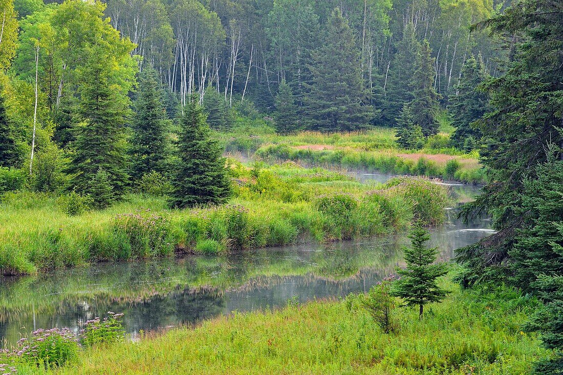 Joe-pye-weed colonies flowering on the banks of Junction Creek in late summer, Greater Sudbury, Ontario, Canada.