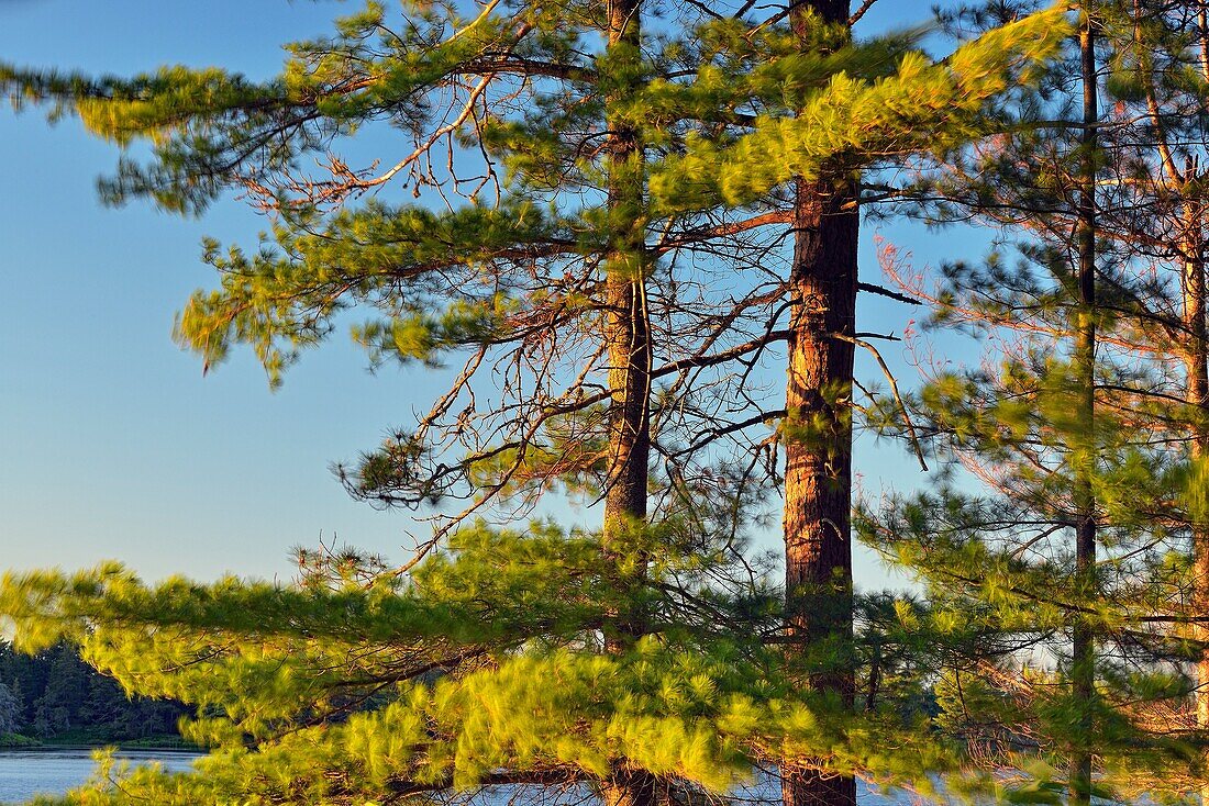 Seney wetlands in early summer, Seney NWR, Michigan, USA.