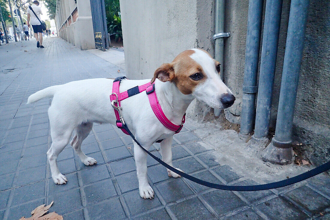 Brown and white dog on a leash on the street. Barcelona, Catalonia, Spain.