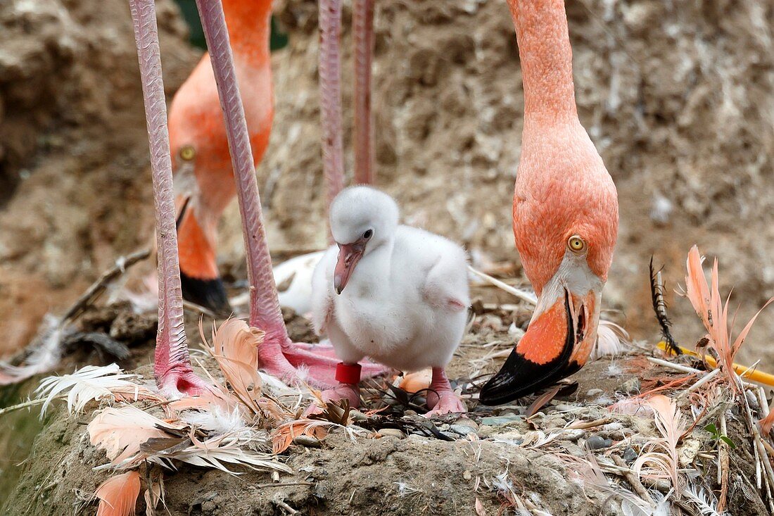 American flamingo, red flamingo, Chick, (Phoenicopterus ruber), captive, Germany