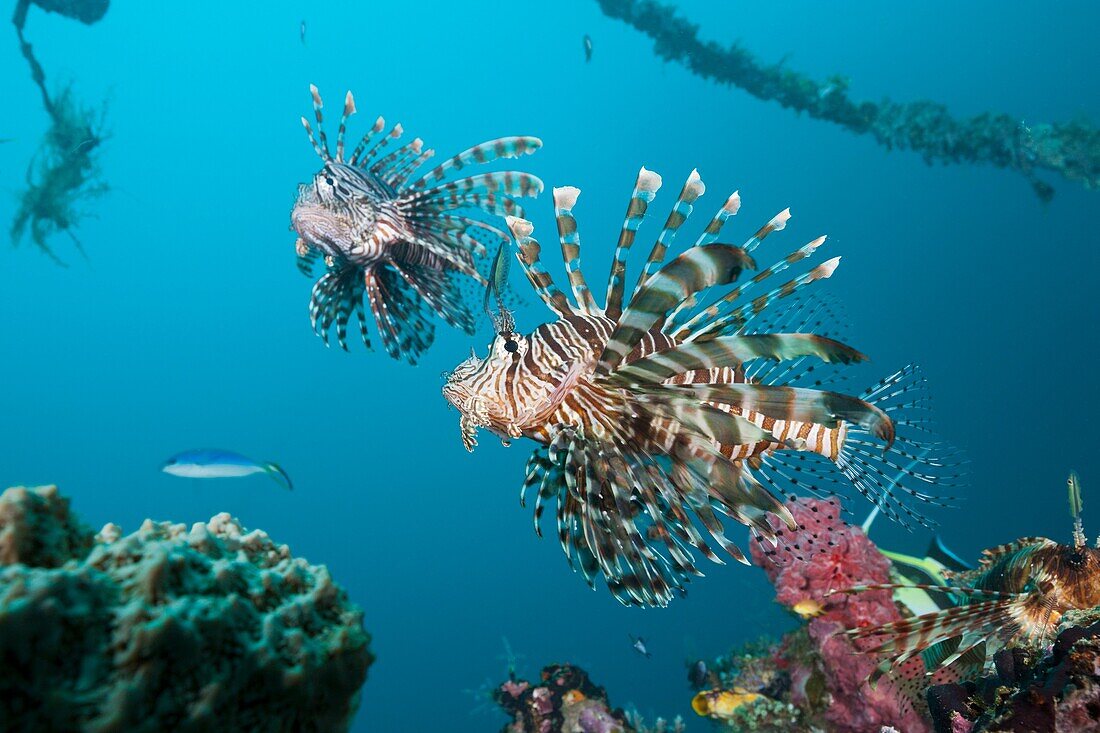 Lionfish at Mbike Wreck, Pterois volitans, Florida Islands, Solomon Islands.