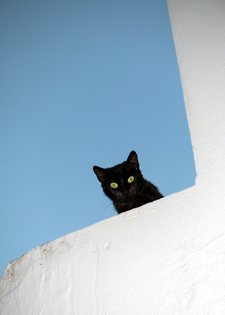 Black cat with green eyes shares down from the top of a whitewashed wall in the picturesque village of Vejer de la Frontera, voted by the Spanish as one of the most beautiful in Spain.