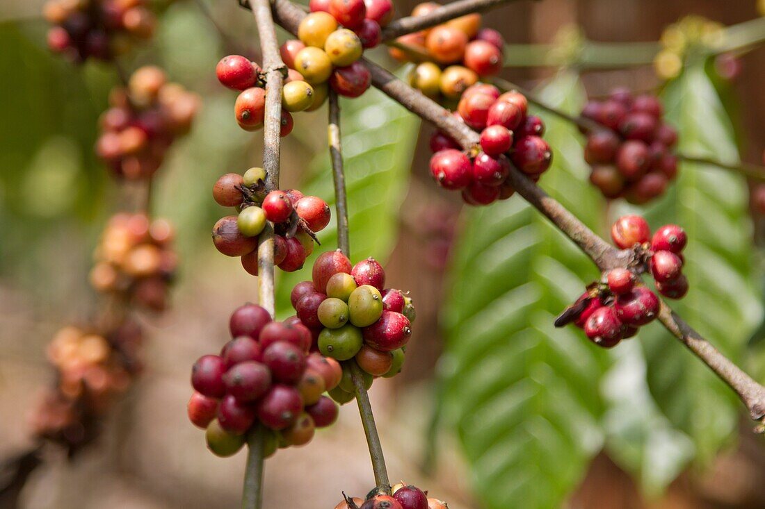 Coffe beans, Wayanad, Kerala, India