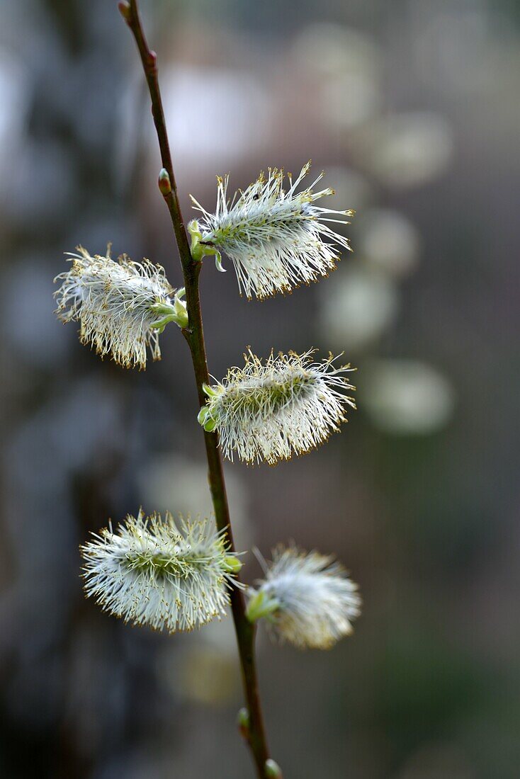 Catkins.