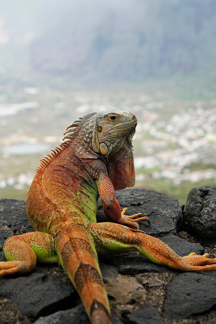 Green Iguana Iguana iguana