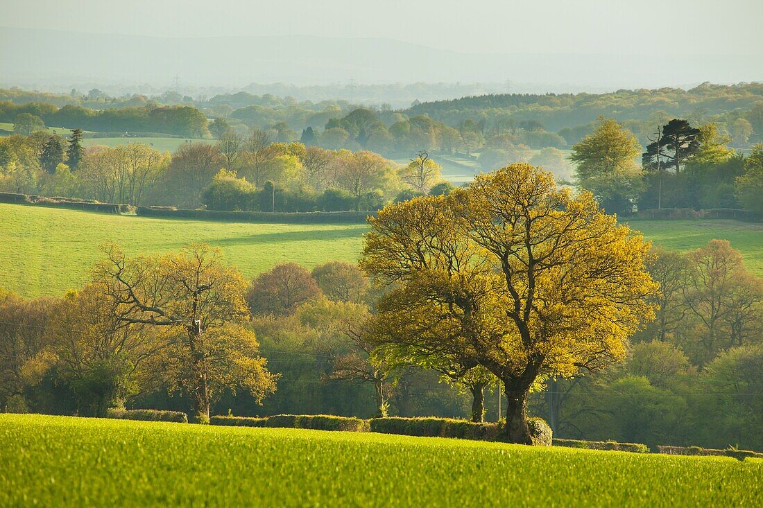 Spring evening in High Weald near Burwash, East Sussex, England.