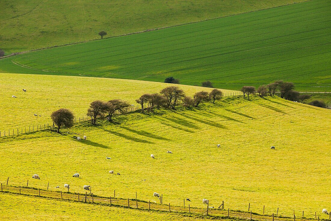 Spring afternoon on the South Downs near Brighton, East Sussex, England.