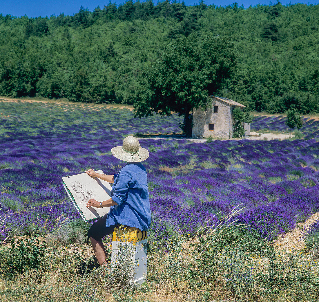 Middle aged woman drawing stone house in blooming lavender field, Vaucluse, Provence, France.