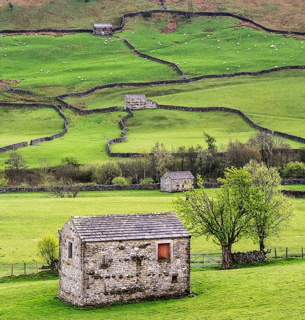 Hay barns, Muker, Swaledale, Yorkshire Dales, Yorkshire, England, United Kingdom, Europe