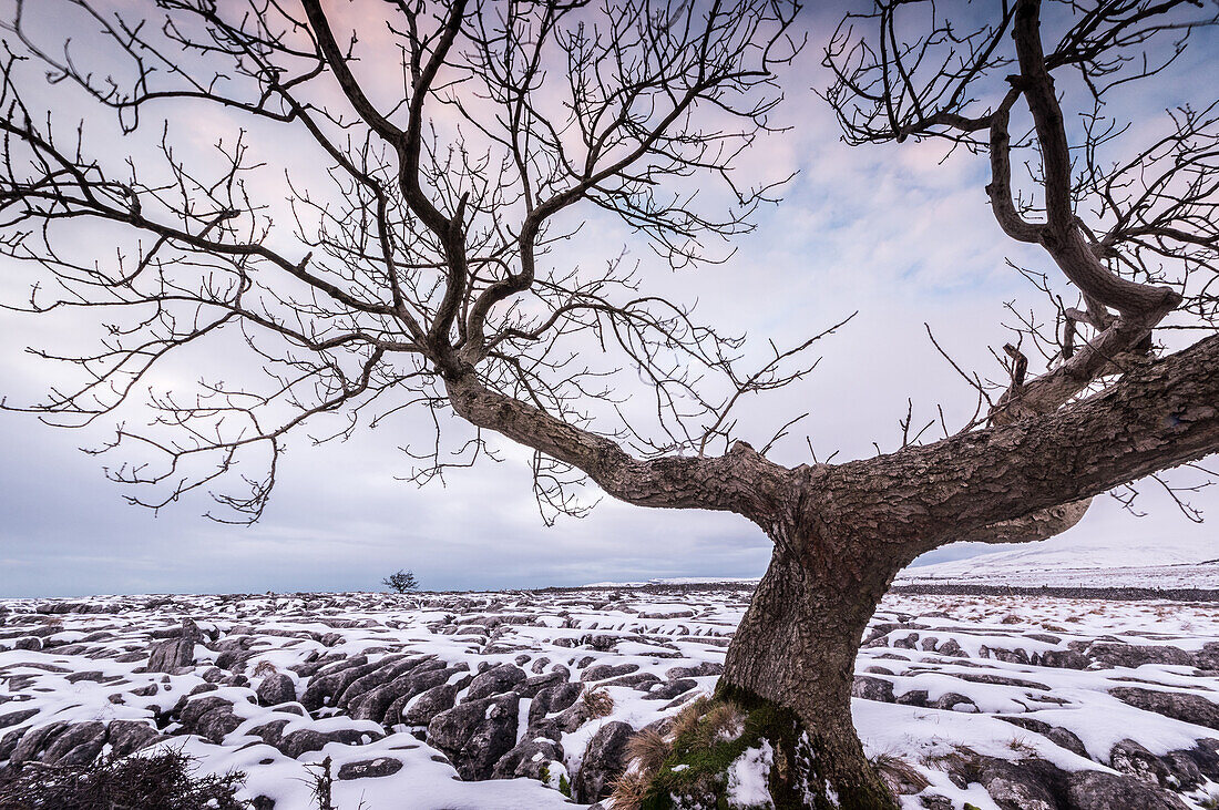 Twistleton Scar End in snow, Ingleton, Yorkshire Dales, Yorkshire, England, United Kingdom, Europe