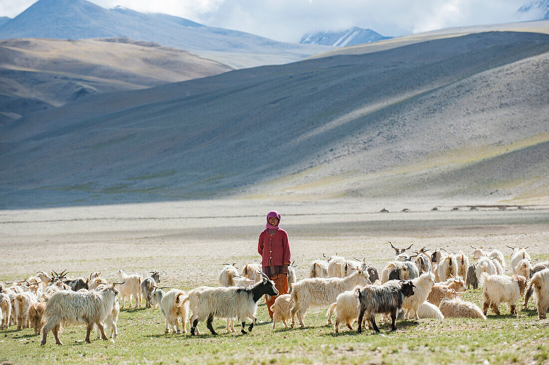 A nomad woman gathers her herd together in the morning to collect milk and brush them to extract wool in the remote Himalayan region of Ladakh in north India, India, Asia