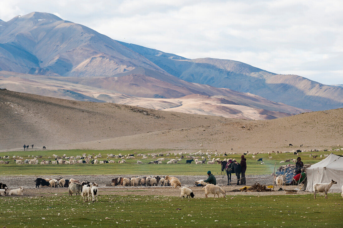 Nomads living in a tented camp near Tso Moriri in Ladakh, North India, India, Asia