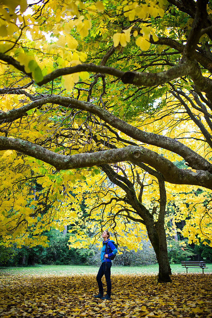 A young woman stands underneath a bright, yellow tree on an autumn afternoon in a park in Seattle, WA