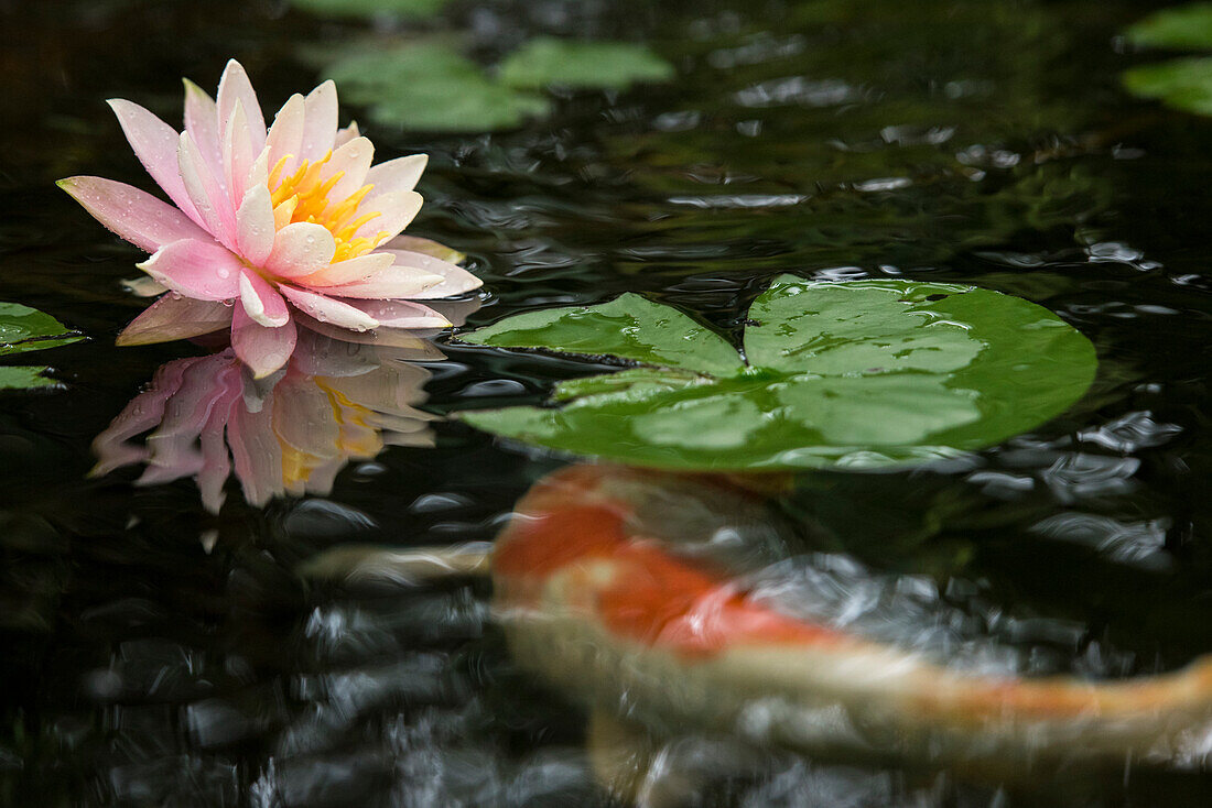 A lilly covered in fresh rain blooms above its reflection while a koy swims below