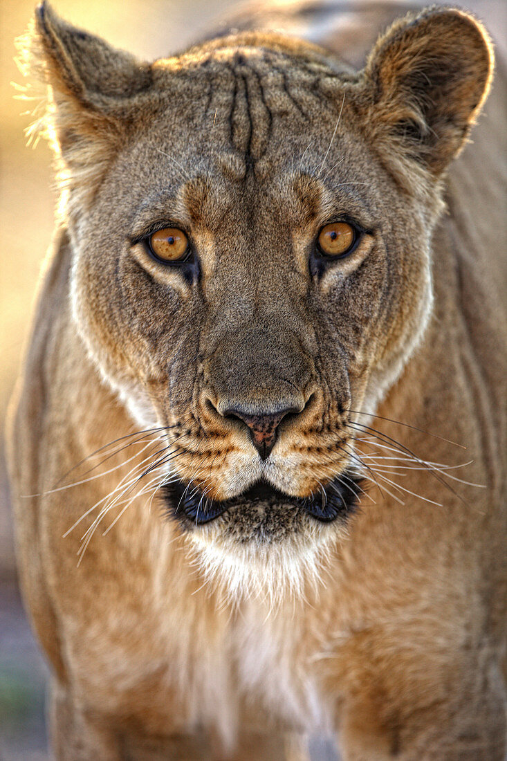 Lioness (Panthera leo), Chief Island, Moremi Game Reserve, Okavango Delta, Botswana, Africa