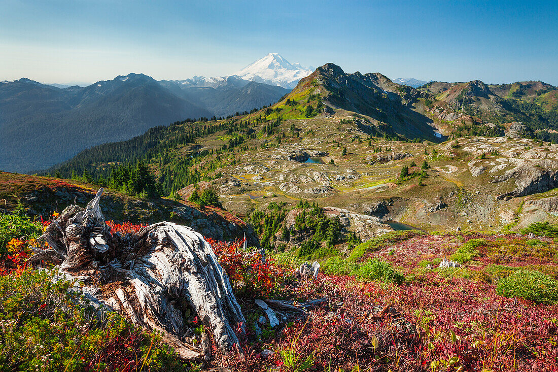 Autum at Tomyhoi Meadows in North Cascade National Park  Keep Kool Butte and Mount Baker dominate the horizon