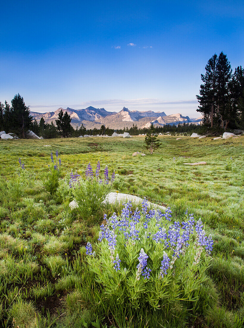 Cathedral Range at sunrise from Dog Lake Trail, Yosemite National Park