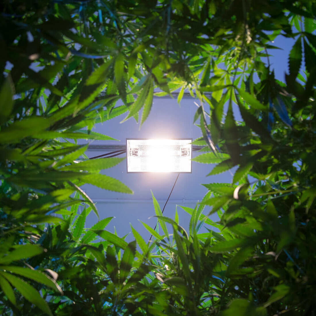 Denver, Colorado- Looking up through the canopy of a Rx Green Solutions medical marijuana grow room using high-powered lighting