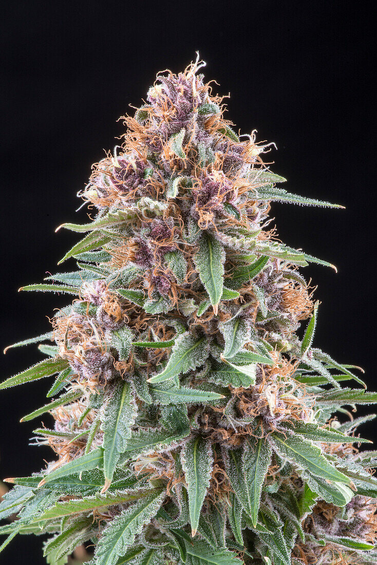 Denver, Colorado- A flowering medical marijuana plant inside Rx Green Solutions research and dynamics facility This flower of Grape Kush is a popular cannabis strain known for its pain relieving and sedative effects