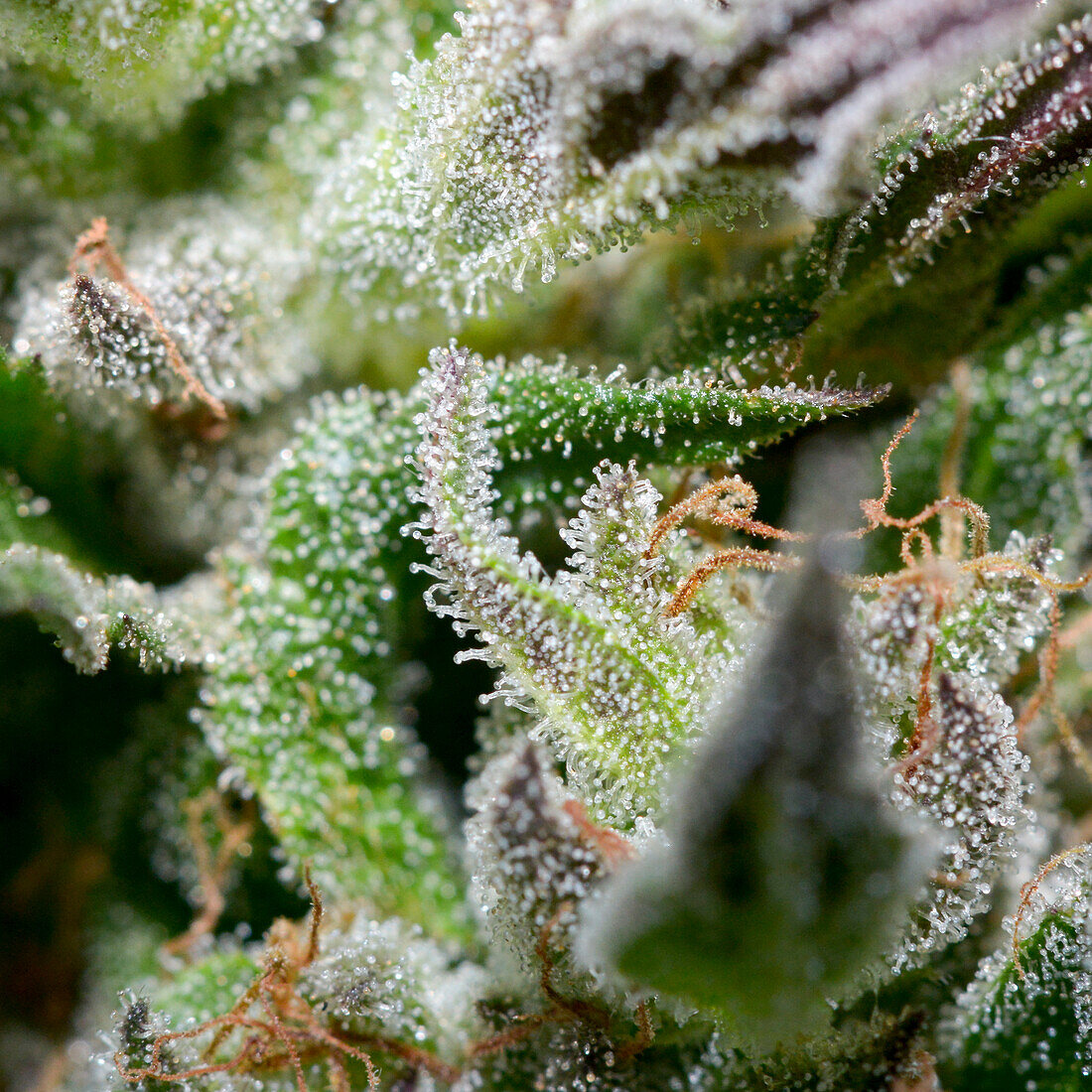Denver, Colorado- Macro perspective of cannabis trichomes grown for recreational and medical use