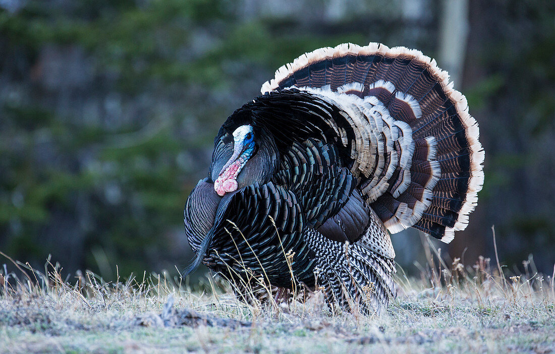 A male turkey in a mating dance in Rocky Mountain National park, Colorado