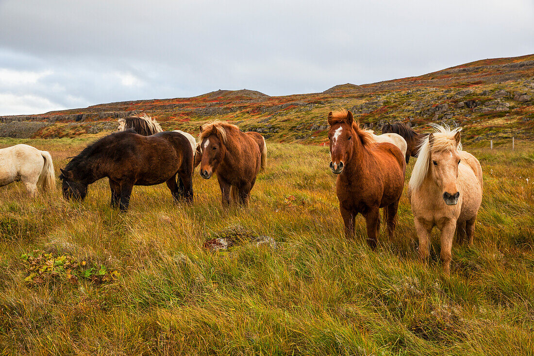 'Icelandic horses; Iceland'