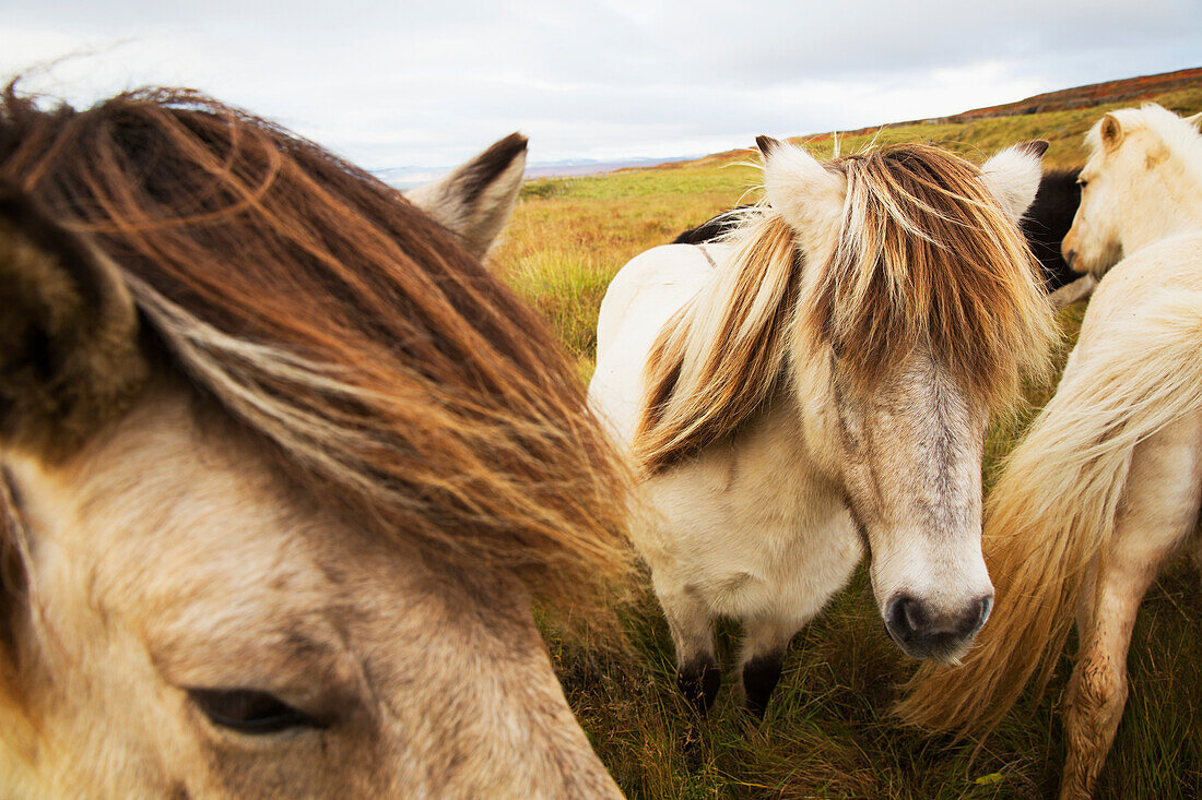 'Icelandic horses; Iceland'