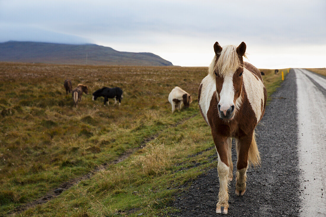 'Icelandic horses walking along a road; Iceland'